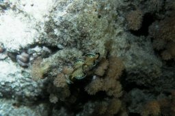 20010617_Shaab_Samaday_Nacht_0000